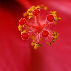 фото "Hibiscus heart"