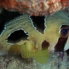 photo "The Porcupinefish. The humanlike look..."