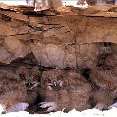 photo "Eagle owl nestlings"