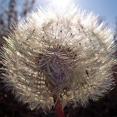 photo "Autumn blowball"