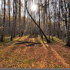 photo "In Autimn forest like in soft bed..."