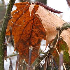 photo "Maple and acacia"