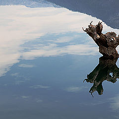 photo "Trunck reflection!"