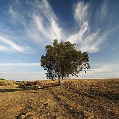 photo "Mistique tree"