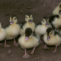 photo "Waiting for Donald and Daisy"