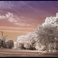 photo "in the park"