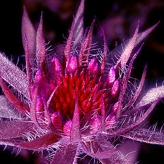 photo "Sunflower decorative"