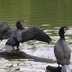 photo "Cormorants"