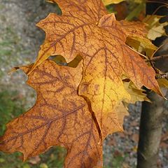 фото "Maple leaves (QC)"