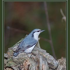 photo "Nuthatch"