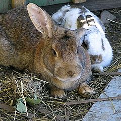 photo "happy cuple"