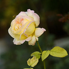 photo "the last rose"