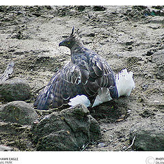 photo "Heron is mine !!! what are you looking at ?"