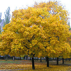 photo "Mellow autumn"