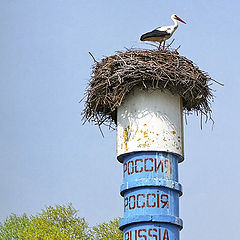 фото "Россиянин(ка)"