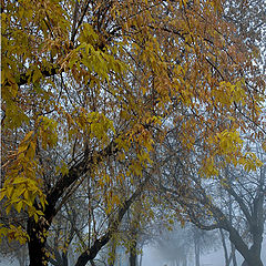 photo "Blue mist"