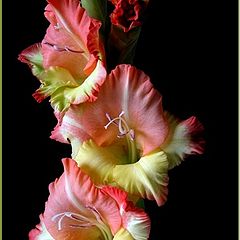 photo "hybrid gladiolus"