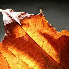 photo "Macro Autumn"