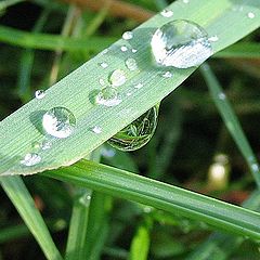 photo "Droplet"