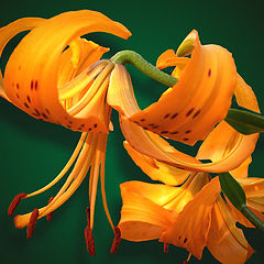 photo "Tiger color of lilies"