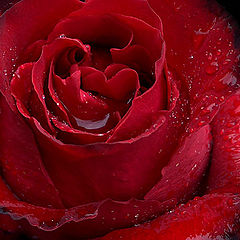 photo "Single Red Rose"