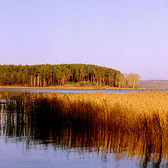 photo "Pine Island, wheat coast"