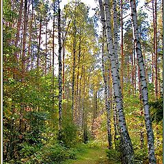 photo "Footpath in an autumn wood"