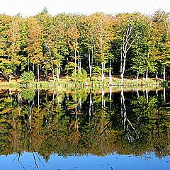 фото "Color in nature."