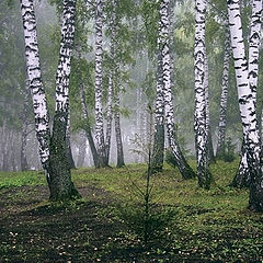 photo "Morning mist"