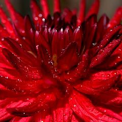 фото "Deep Red"