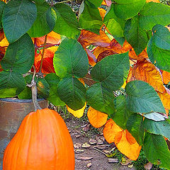 photo "Preparation for a Halloween?"