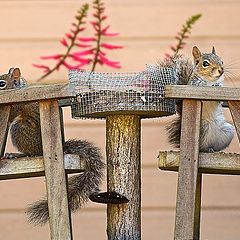 фото "Family Picnic"