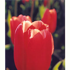 photo "Tulip"