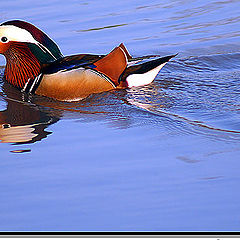 photo ""Mr. duck""