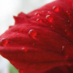 photo "Drops"