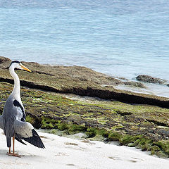 photo "Sunbathing"