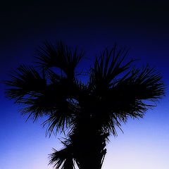 photo "The Palm"