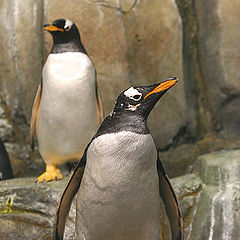 photo "Penguins"