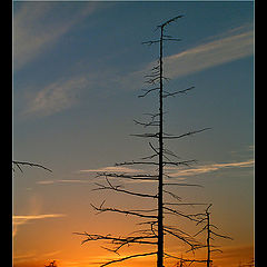 photo "Flagpole of Wood"