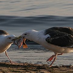 photo "2 seagulls"