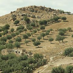 photo "Little olive landscape"