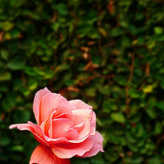 photo "Rose"