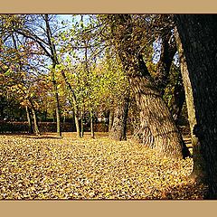 photo "Lawn in autumn"