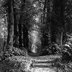 фото "path"