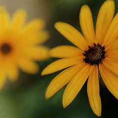 фото "two yellow flowers"