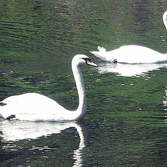 photo "Snow-white pair"