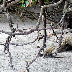 photo "The Iguana Maze"