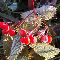 фото "red and small snow"