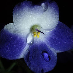 photo "Night violet"