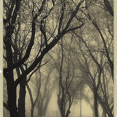 photo "Denuded Trees"